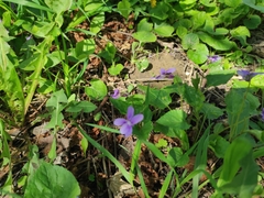 Viola reichenbachiana