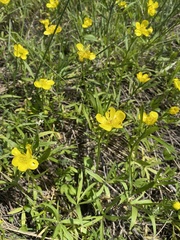 Ranunculus pedatus