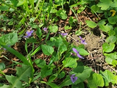Viola reichenbachiana
