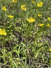 Ranunculus pedatus