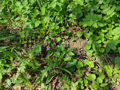 Viola reichenbachiana