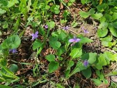 Viola reichenbachiana