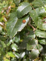 Harmonia axyridis