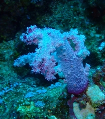 Dendronephthya hemprichi