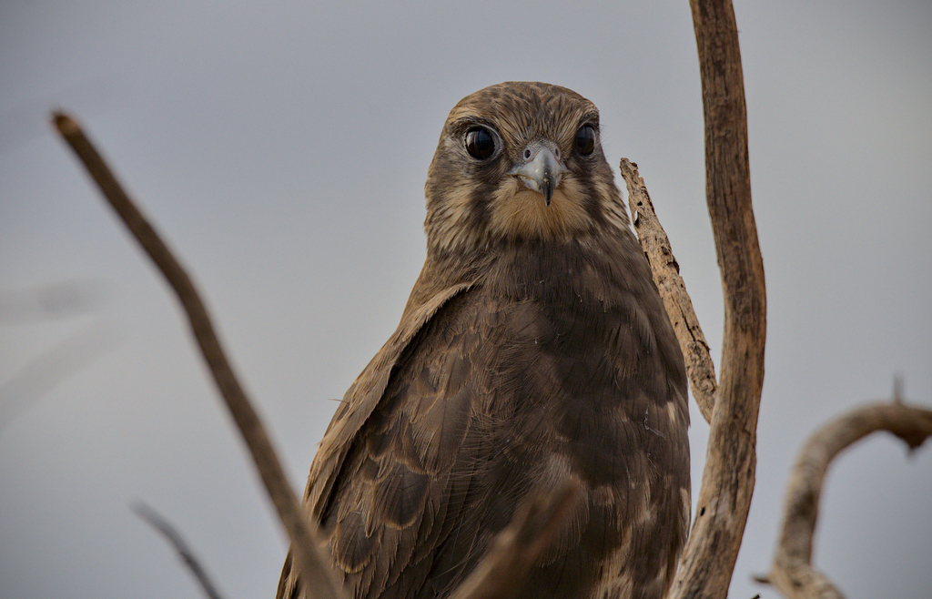 Brown Falcon from West Lyons River WA 6705, Australia on April 28, 2022