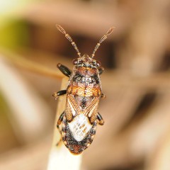 Phlegyas abbreviatus