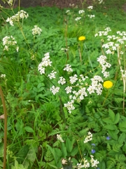 Anthriscus sylvestris