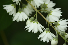 Deutzia crenata