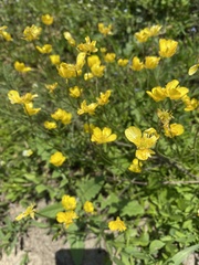 Ranunculus pedatus