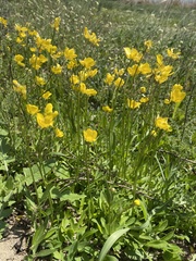 Ranunculus pedatus