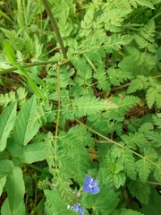 Anthriscus sylvestris