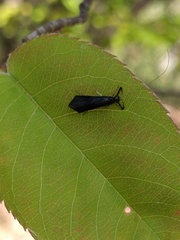 Mystacides azureus