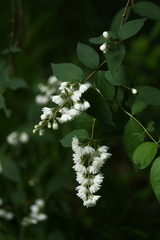 Deutzia crenata