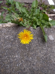 Taraxacum officinale