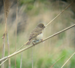 Carpodacus erythrinus