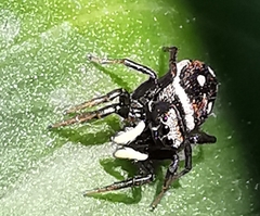 Heliophanus cupreus