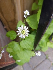Alliaria petiolata
