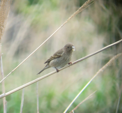 Carpodacus erythrinus