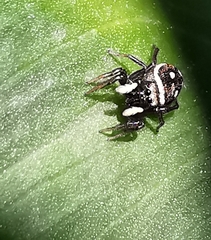 Heliophanus cupreus