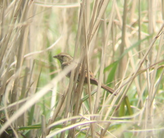 Emberiza spodocephala