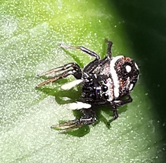 Heliophanus cupreus