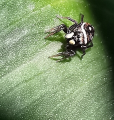 Heliophanus cupreus