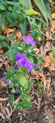 Barleria obtusa