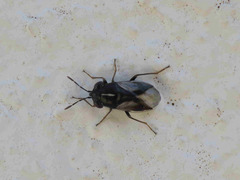 Geocoris lineolus