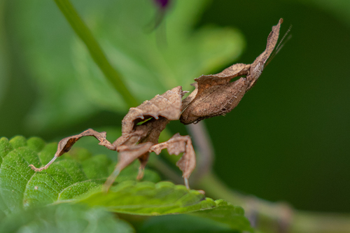 Common Ghost Mantis