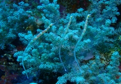 Corythoichthys nigripectus