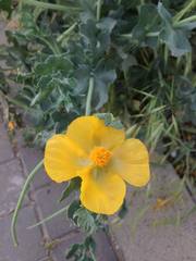 Glaucium flavum