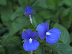 Achetaria azurea