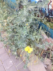 Glaucium flavum