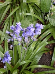 Hyacinthoides × massartiana