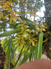 Encyclia stellata