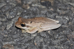 Litoria revelata