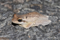 Litoria revelata