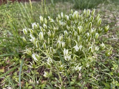 Ornithogalum