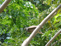 Rupornis magnirostris