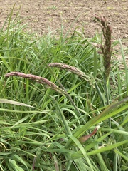 Alopecurus myosuroides