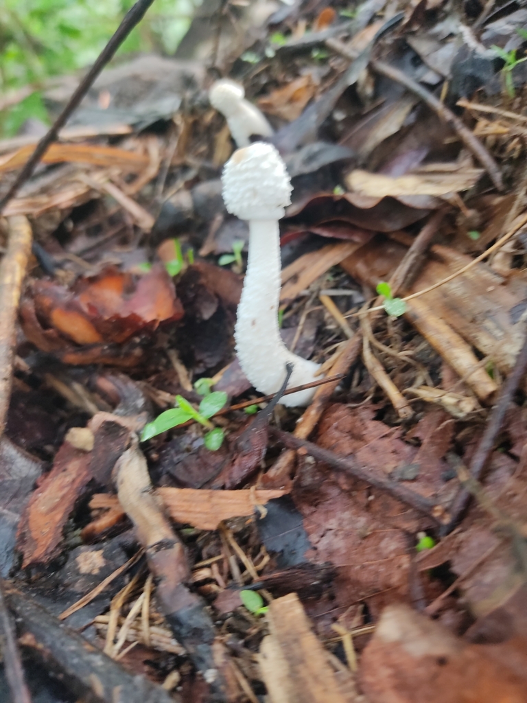 Leucocoprinus cretaceus · April 2022 · photo: © moises127 (iNaturalist, cc-by)