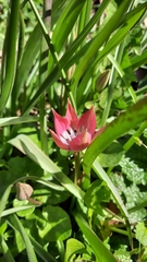 Tulipa humilis
