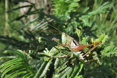 Conocephalus semivittatus