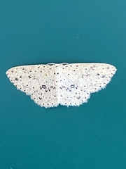 Perixera decretarioides