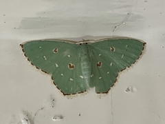 Comostola meritaria