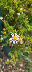 Felicia erigeroides