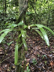 Aspasia principissa