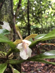 Aspasia principissa