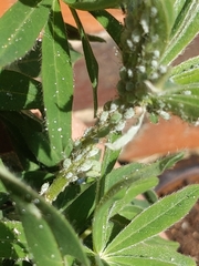 Macrosiphum albifrons