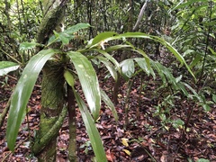 Aspasia principissa
